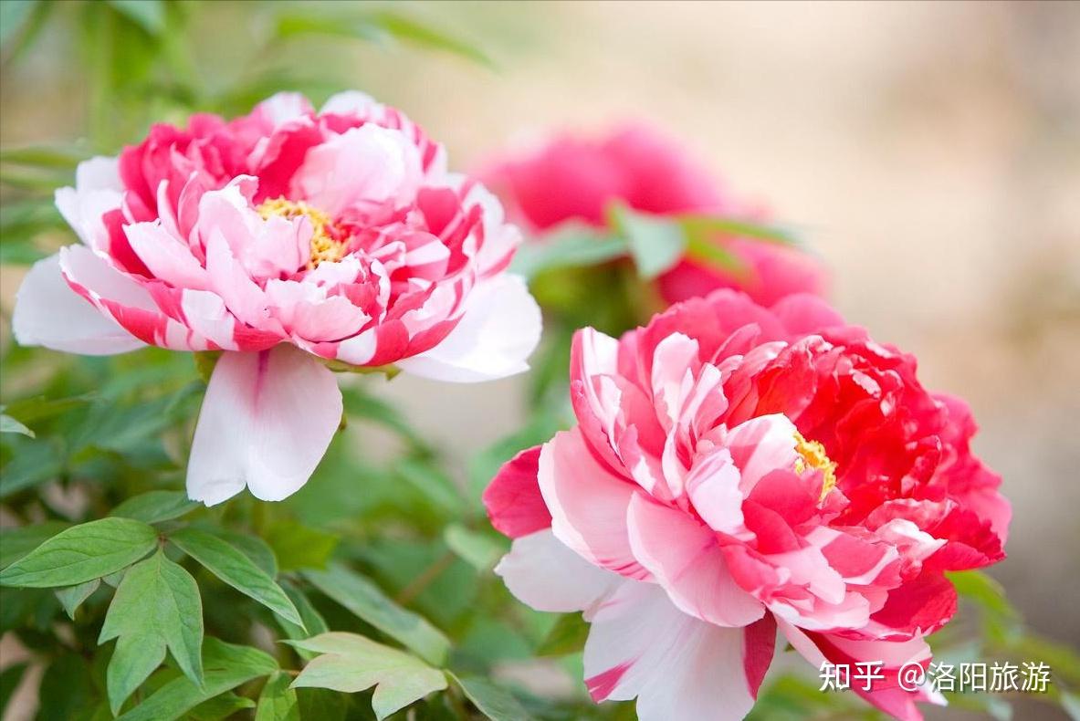 牡丹花